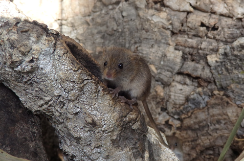 Maus, Eurasische Zwergmaus - Eurasian harvest mouse