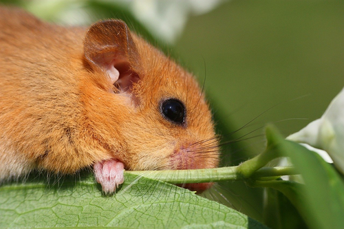 Bilch, Haselmaus - Hazel dormouse