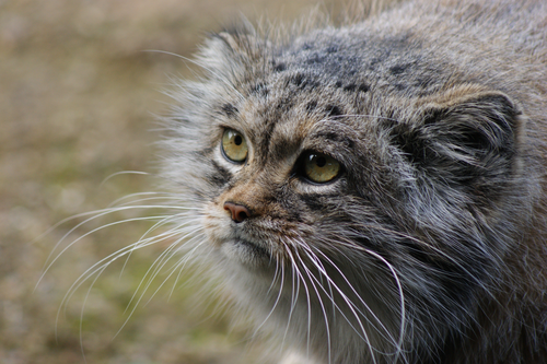 Katze, Manul - Pallas's cat