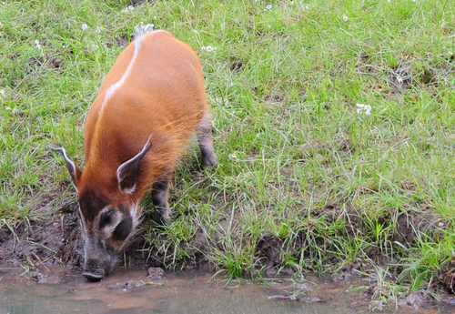 Schwein, Pinselohrschwein - Red river hog