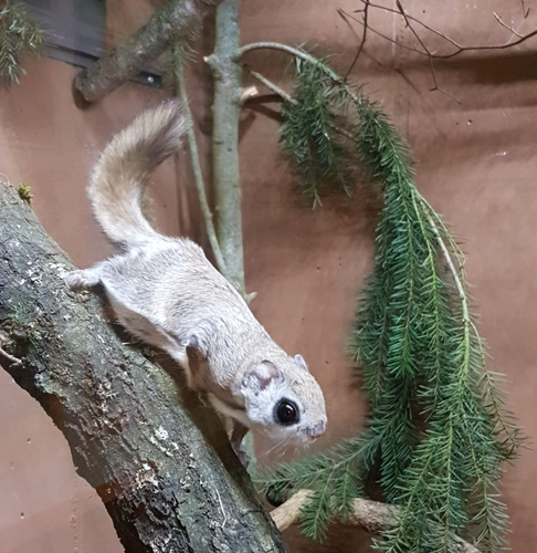 Hörnchen, Europäisches Gleithörnchen - Siberian flying squirrel