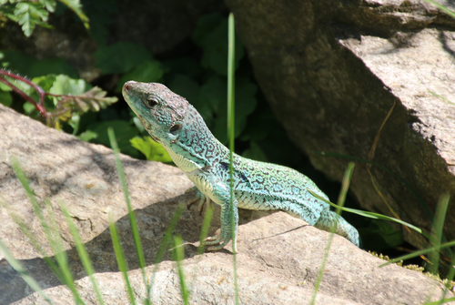 Echse, Perleidechse - Ocellated lizard