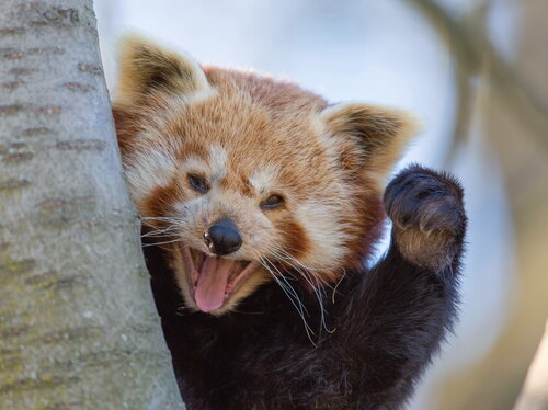 Roter Panda (c) Opel-Zoo