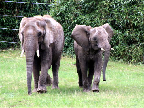 Elefant, Afrikanischer Elefant - African elephant