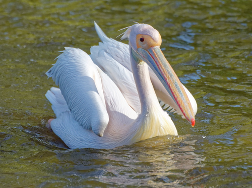 Pelikan, Rosapelikan - Great white pelican 
