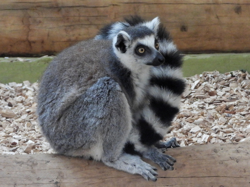 Lemur, Katta - Ring-tailed lemur