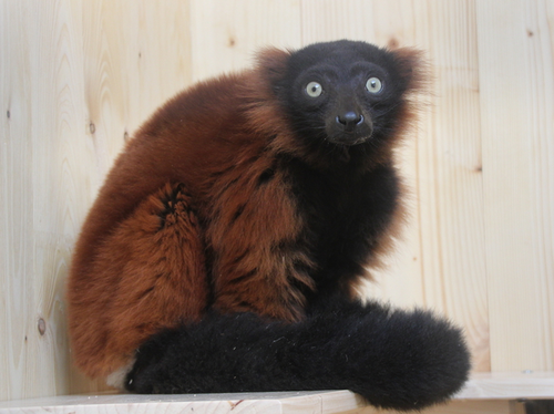 Lemur, Roter Vari - Red ruffed lemur