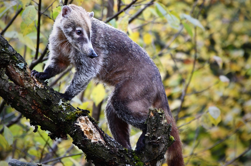 Nasenbär, Weißrüssel-Nasenbär - White-noased coati