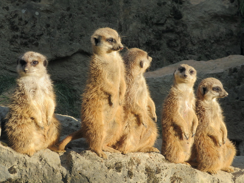 07-2022.03.18 Erdmännchen im Opel-Zoo 600.jpg