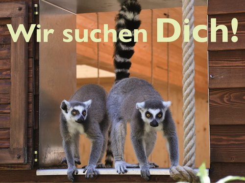 Wir suchen Dich 2022_web.jpg