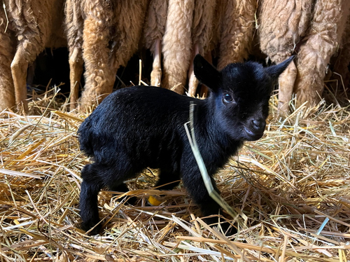 Afrikanische Zwergziege-juv_Opel-Zoo.jpg