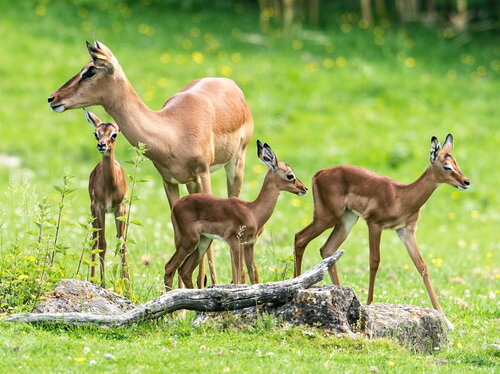 Impala 2018_HD Ajpg.jpg