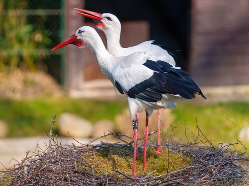 Weißstörche  auf Nest-2022.03.27.-HD.jpg