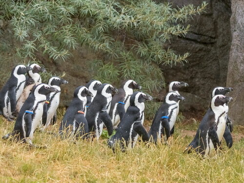 Brillenpinguine HD Opel-Zoo 2 500.jpg