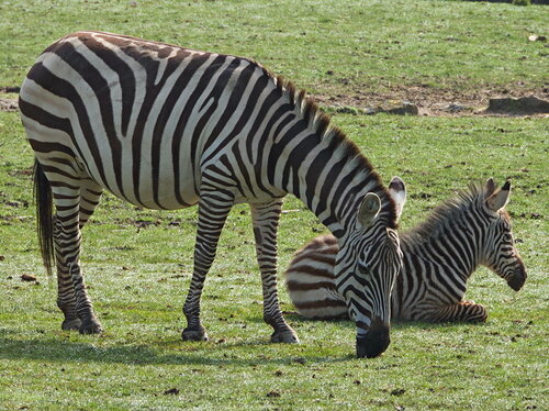 Zebra mit juv.2019-GW.jpg