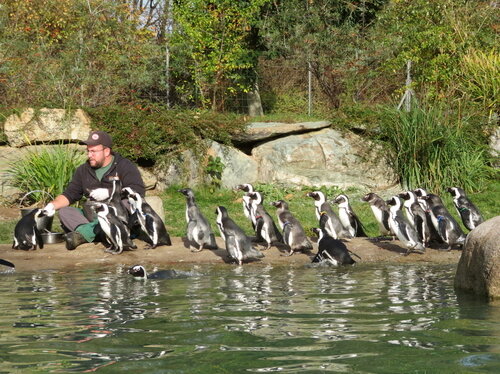 12-2022.04.21. Brillenpinguin-Fütterung Opel-Zoo.jpg