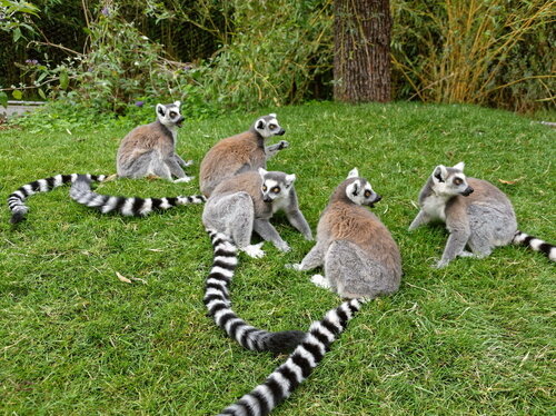 Kattas in Madagaskar-Voliere.jpg