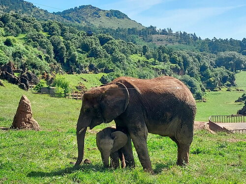 Zwei neue Elefanten im Opel-Zoo