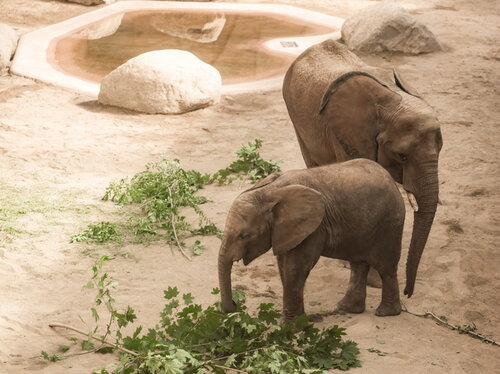 Jetzt im Elefantenhaus zu sehen