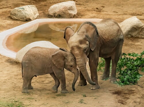 Elefanten Cristina und Neco im Elefantenhaus im Opel-Zoo