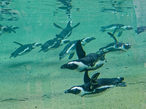 33-Brillenpinguine unter Wasser_Opel-Zoo.jpg