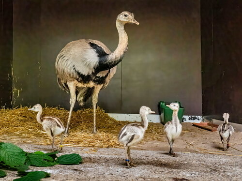 Nandu-Nachwuchs im Opel-Zoo