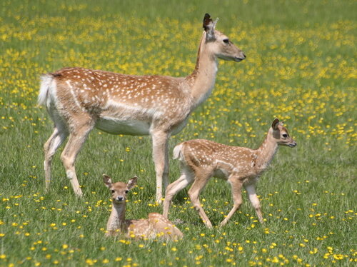 Mesopotamische Damhirsche Jungtiere 2005.jpg