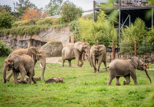 05-Afrikanische Elefanten_Opel-Zoo.jpg