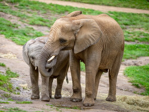 21-Afrikanische Elefanten Neco;Kariba_Opel-Zoo.jpg