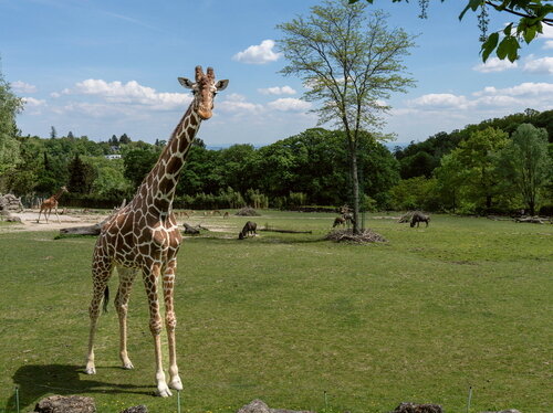 28-Netzgiraffe_Afrika-Sabvanne_Opel-Zoo.jpg