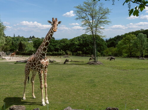 Forschung im Zoo