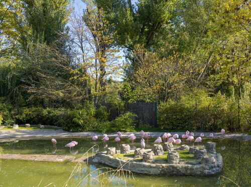 21-Zwergflamingos