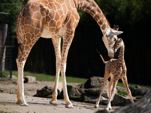 15-Netzgiraffe-w-juv18d-Kianga-ad-Kimia.jpg