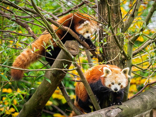 Forschung im Zoo: Was Darmbakterien über Tiere verraten