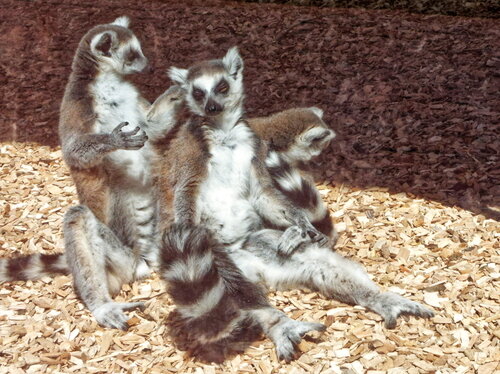 Das Leben in den Tierhäusern