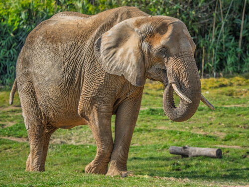 Elefanten-Einsatz im Opel-Zoo