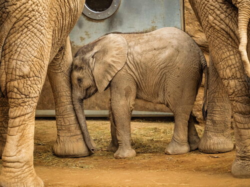 Tierische Redewendungen