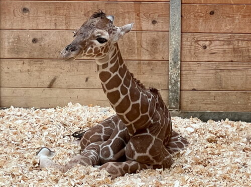 Giraffen-Nachwuchs im Opel-Zoo