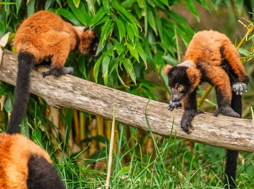 Jungtiere im Opel-Zoo