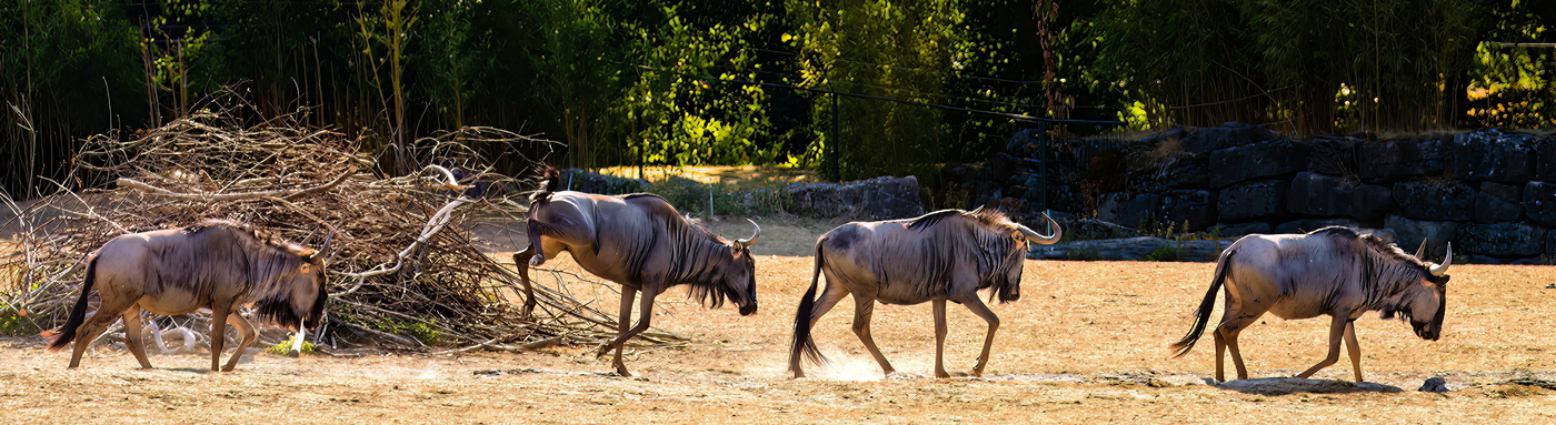 Gnus-2022.08.23-HD 1400.jpg