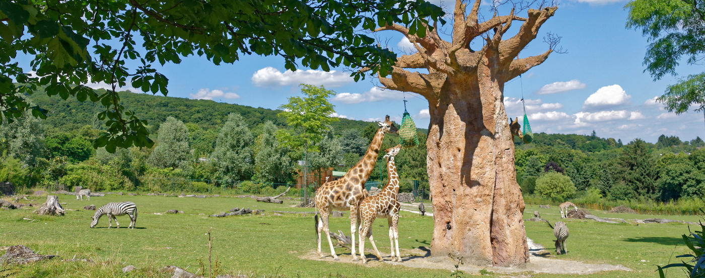Afrika Savanne im Opel-Zoo (c) Opel-Zoo.jpg