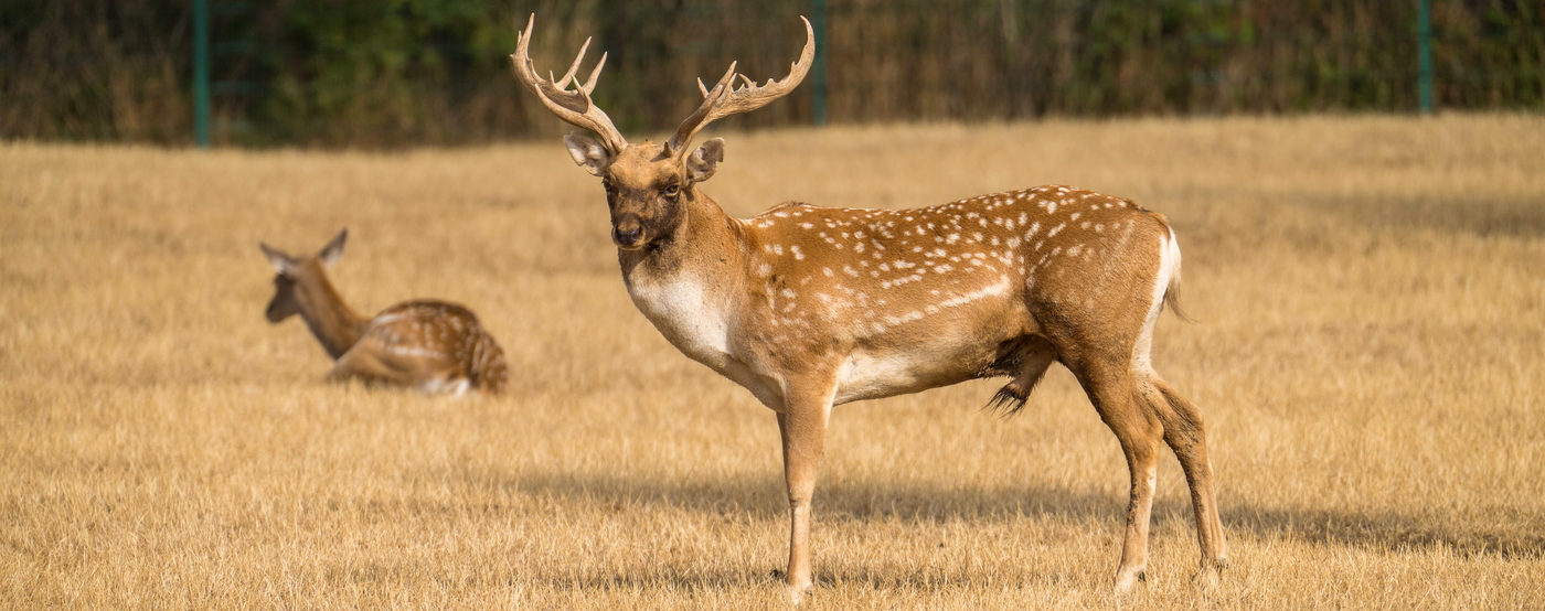 Mesopotamischer Damhirsch-m-Sommer HD 1400 NEU.jpg