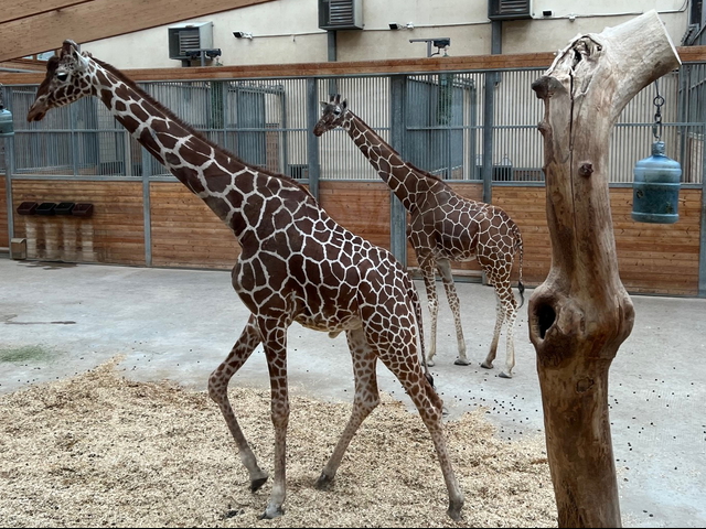 Netzgiraffen Timon (li) und Mara (re).jpg