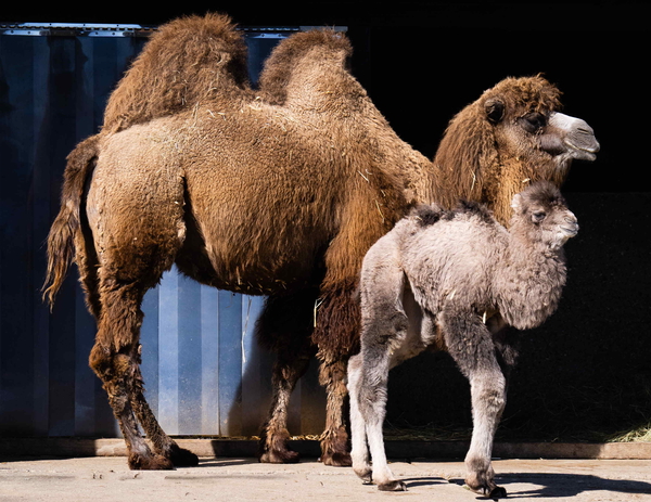 Osterferienprogramm im Opel-Zoo