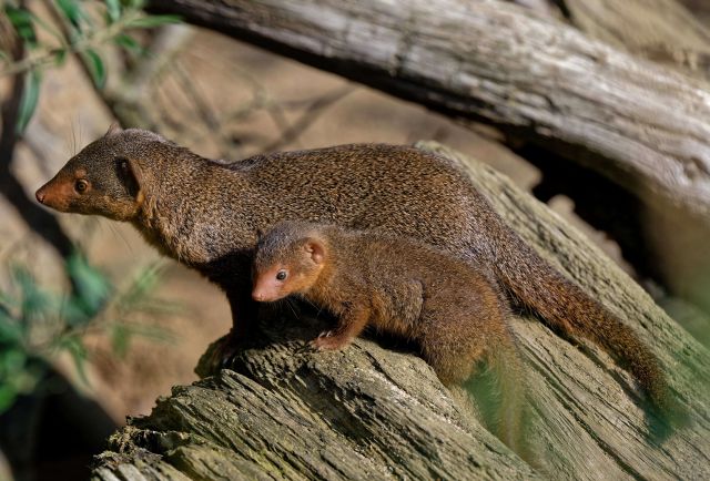 Jungtiere bei Zwergmangusten und Nasenbären 