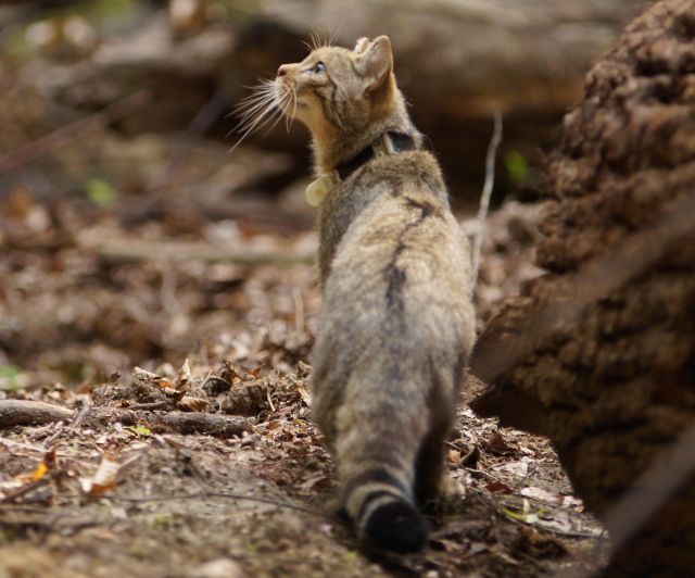 Wildkatzen zurück in die Natur