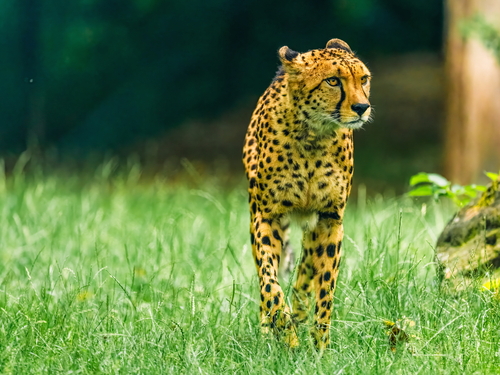 Rabtiere im Opel-Zoo