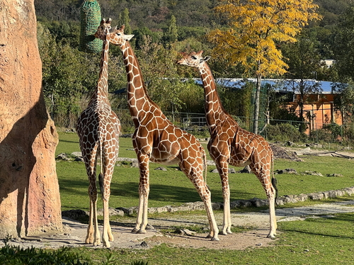Neue Giraffe