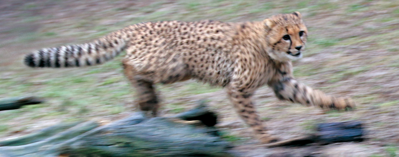 Gepard 1400 ohne Slogan.jpg