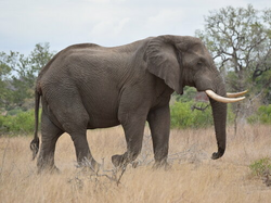Elefanten Afrika_TS DSC_1004.jpg